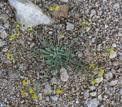 Physaria arctica