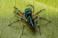 Cosmophasis bandaneira
