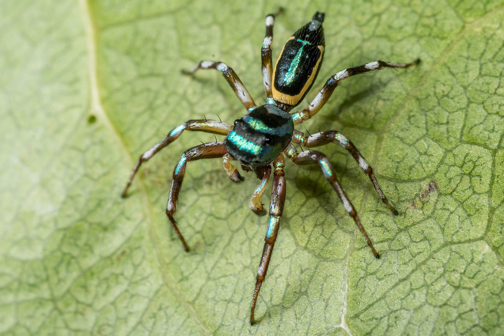 Cosmophasis bandaneira