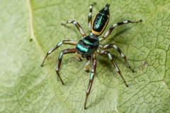 Cosmophasis bandaneira