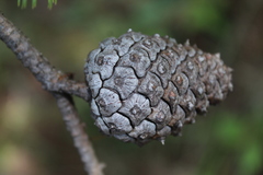 Pinus lawsonii