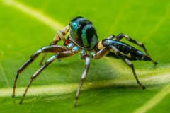 Cosmophasis bandaneira