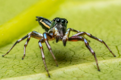Cosmophasis bandaneira