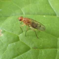 Dryomyza anilis