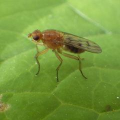 Dryomyza anilis