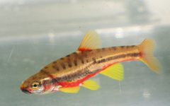 Chrosomus oreas
