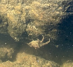 Cyrtograpsus angulatus