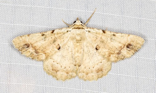 Aeolochroma quadrilinea (Lucas, 1892)
