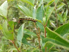 Pyrrhia