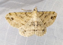 Scioglyptis lithenopa