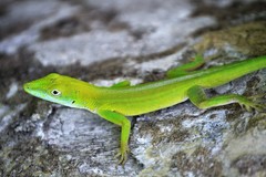 Anolis