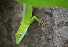 Anolis