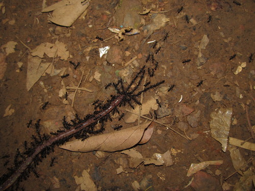 Leptogenys atraLeptogenys atra
