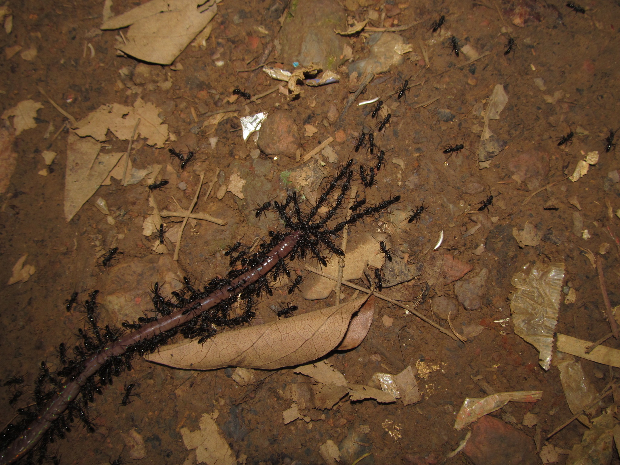 Leptogenys atra