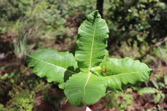 Asclepias otarioides