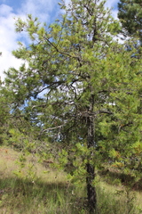 Pinus lawsonii