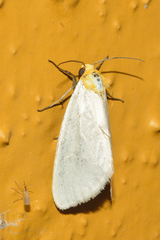 Chrysoecia thoracica