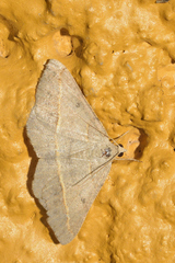 Digrammia irrorata