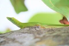 Anolis