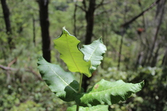 Asclepias otarioides