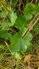 Malva pusilla