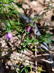 Micrantheum ericoides