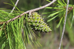 Pinus lawsonii