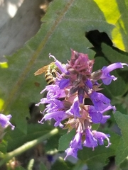 Agapostemon virescens