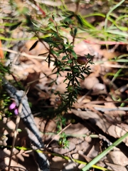 Micrantheum ericoides