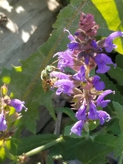 Agapostemon virescens