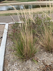 Calamagrostis × acutiflora