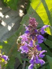 Agapostemon virescens