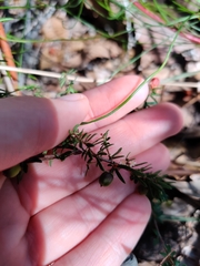 Micrantheum ericoides