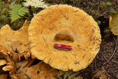 Lactarius repraesentaneus