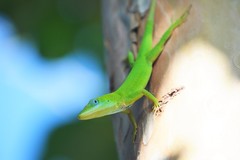 Anolis