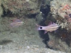 Ostorhinchus endekataenia