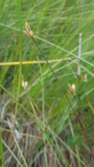 Juncus stygius americanus