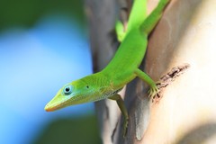 Anolis