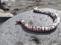 Amphisbaena fuliginosa