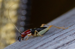 Phyllopalpus pulchellus