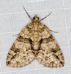 Polyclysta hypogrammata