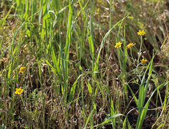 Pseudobahia peirsonii