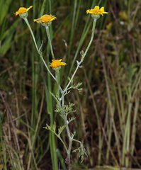 Pseudobahia peirsonii