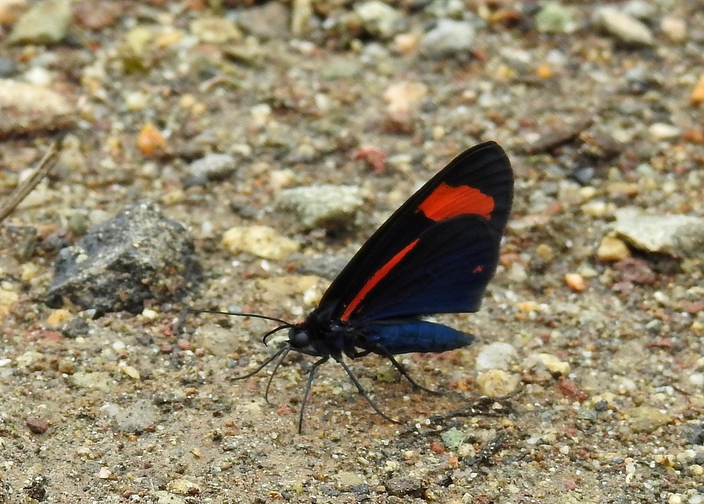 Siosta bifasciata