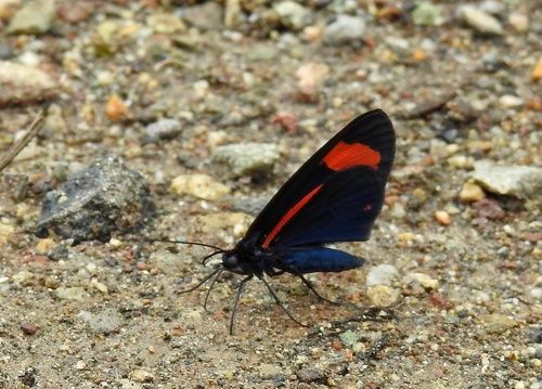 Siosta bifasciata