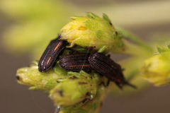 Microrhopala rubrolineata