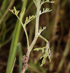 Pseudobahia peirsonii