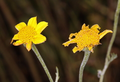 Pseudobahia peirsonii