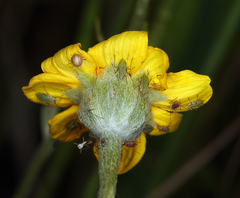 Pseudobahia peirsonii