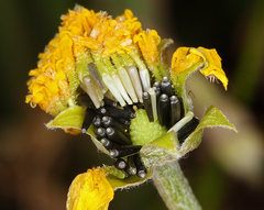 Pseudobahia peirsonii
